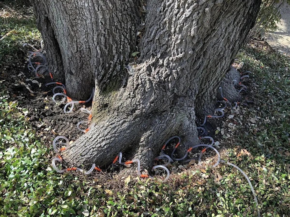 Detailed Tree Cabling and Bracing job site in Ranger